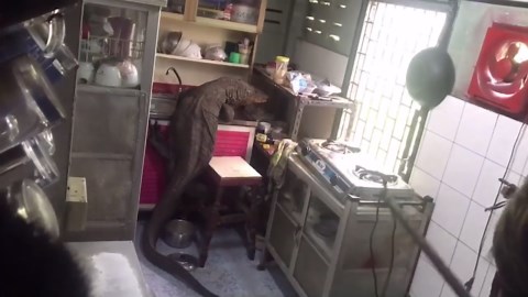Pensioner shocked as giant monitor lizard is found in his kitchen
