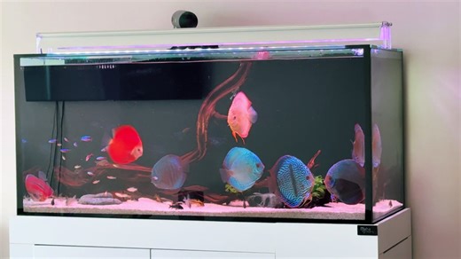 Acuario de Plecos: Cómo Cuidar Tu Pecera de Discos