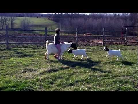 Goat riding girl