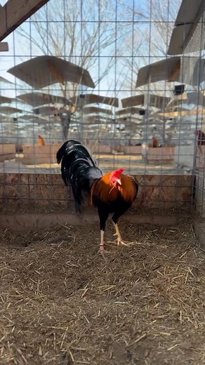 Sweater stag | Carol Nesmith Gamefarm