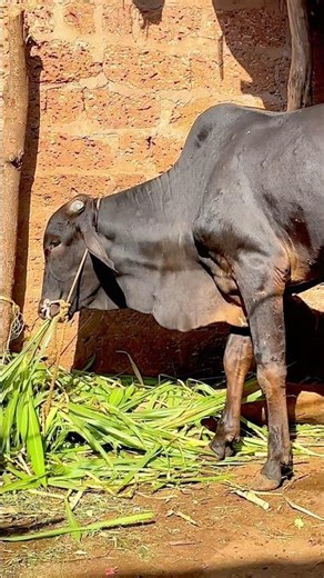 Desi Balak animal lover boy 💥😎#subscribe #shorts #viralvideo ￼