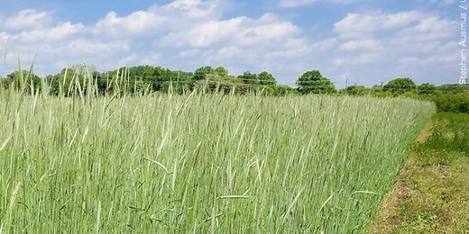 Applications open to agricultural producers, private landowners for USDA conservation program