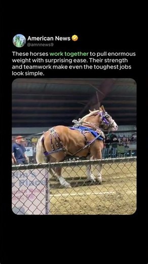INCREDIBLE STRENGTH OF DRAFT HORSES