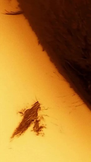 Spectacular plasma structures on the sun. captured with Simon2940's telescope. #sunobservation #sun #space #solarflare #telescope #astrophotography #nasa #parkersolarprobe #solarsystem #spaceweather #spacefacts #sol #Science #universe #spacelovers #nature #solar #esa #solaractivity #shorts