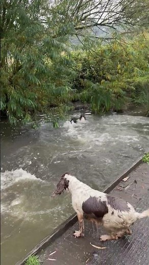Springer Spaniels Go Swimming || ViralHog