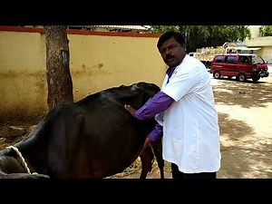 Dharma's technique of Palpation in diagnosis of Diaphragmatic Hernia in Cattle