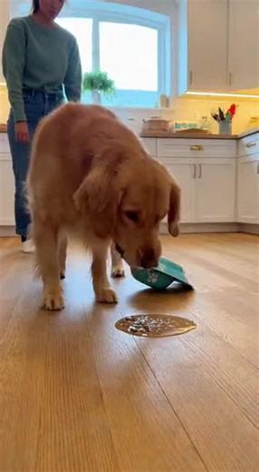 Care for your dog, start with gut health#dog #love | dog throwing cup