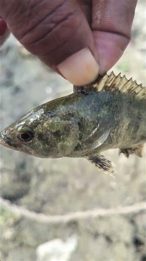 #The name of this fish is Tigerfish#👆🐟🙏🥱