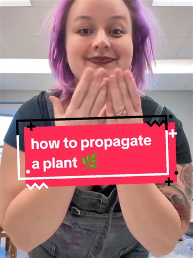Easy Plant Propagation Tips for Beginners
