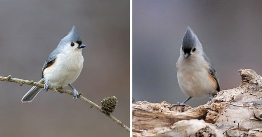 Tit Mouse: Facts, Song & Diet (The Definitive Guide)