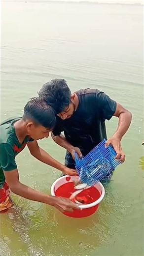 Traditional River Fishing: How to Catch Rohu Fish using Net Trap#fishing #shortvideo #fishinglife