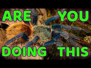 5 Habits for a SUCCESSFUL Tarantula Keeper!