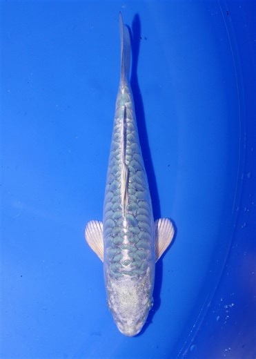 22cm Aragoke, 'Blue Dragon' (Byer Koi Farm) REF - APR004