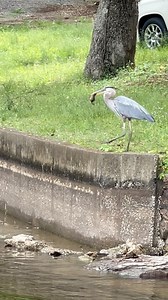 Another animal murder on my watch! 😬😳😳 He dipped it like a hotdog bun on the 4th of July! #chipmunk #chipmunkdown #chipmunksofinstagram #blueherron #animalfights #joeyfishing | Joey Fishing