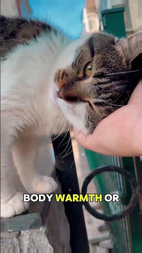😳 Your Cat Touches Your Face While You Sleep... Here's The Real Reason #shorts