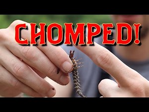 Getting Chomped - How to Catch/Wade Fishing live Hellgrammites (Dobson Fly Larvae) - APPA OUTDOORS