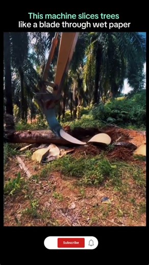 A hydraulic tree shear attachment allows excavators to cut and remove palm trees.