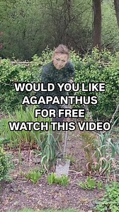 *More about division is in my book. Link in comments. Agapanthus can be grown in pots and it can also grow direct in the ground. WHEN TO DO IT?🧚🏻 Spring or Autumn 🧚🏻 It’s advisable to not to do it in full sun in the middle of the daySPACING🧚🏻 Plant 30 am apartWHERE TO GROW AGAPANTHUS?🧚🏻 Best to grow in well- drained soil🧚🏻 It’ll thrive in full sun and sheltered spot.CARE🧚🏻 Cut back spent blooms after flowering 🧚🏻 Mulch annually with some other organic matter.🧚🏻 Feed with general 