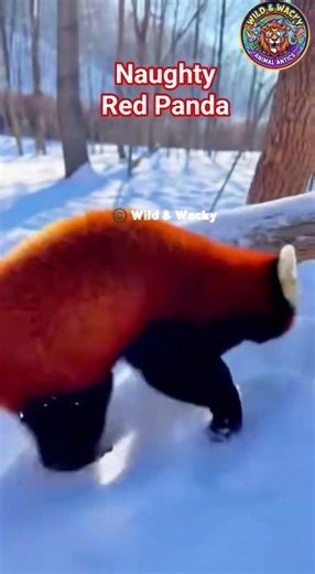 Red Panda "Attack" — The Cutest Snow Fight You'll Ever See #redpanda #teampanda