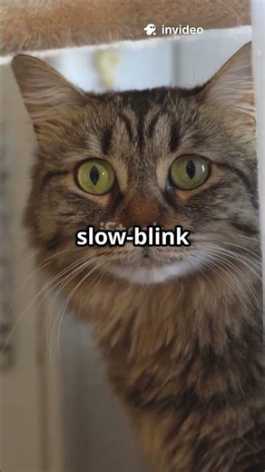 What Does It Mean When Cats Slowly Blink At You?