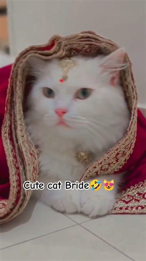 Cute cat Bride🤣😍|| #cat #petlovers #weddingdress #catcute #cuteanimal #persiancat #animallovers