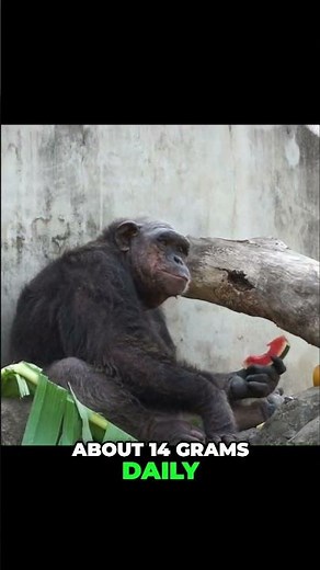 Chimpanzees Drink Alcohol Daily? The Drunken Monkey Theory #shorts
