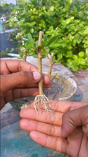 Create a beautiful garden landscape with periwinkle flowers and very simple propagation
