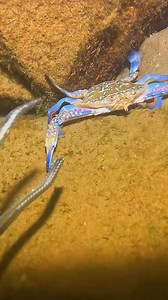 1.4M views · 18K reactions | Diving to catch shrimp and fish #diving #divingchallenge #follower #spearfishing #highlights2025 | FISH Hunting TV | Facebook