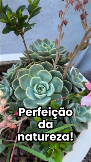 Echeveria Elegans: A Suculenta Perfeita que Encanta pela Simetria! 🌸