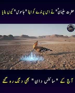 Hoopoe Bird Mesmerizes Experts| Raaz e Noor\r#Hoopoe #Bird #ProphetSuleiman