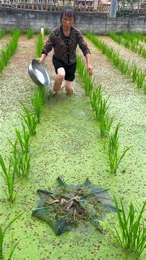 Amazing Mud Eel Catch in a Rice Field! 😱 | Traditional Fishing Adventure