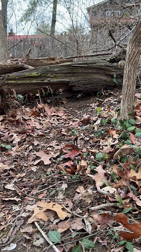 Mr. Fuji Returns from Hibernation - Cute Chipmunk Video