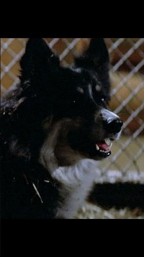 The Thing – When the Dog’s Face Split Open… It Was Too Late 🐾💀 | Dog Kennel Horror Scene