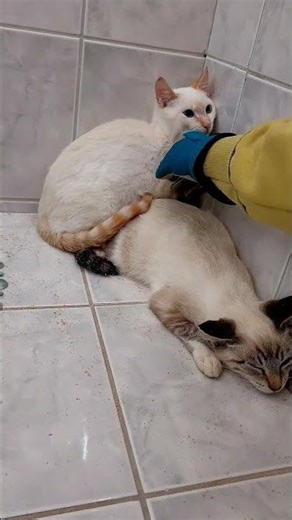 Befriending some rescue kittens #shorts