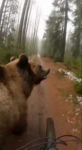 The Dancing Bear😂 Watch this hilarious bear dance moves #bear #funny #memes