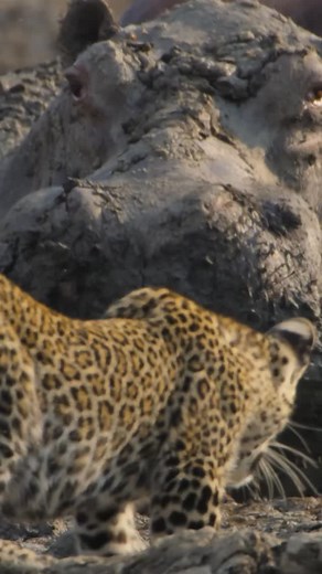 428K views · 61K reactions | It’s all fun and games until you get a little too close to a hippo 鍊 Some will rise and some will fall...but who will rule this #Kingdom? Find out where to watch via the link in our bio! #SirDavidAttenborough #WildlifeDocumentary #Leopard #Hippo | BBC Earth | Facebook