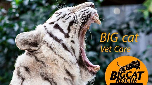 Here at Big Cat Rescue, we like to put the needs of all of our big cats first. That includes providing exception veterinary care. Check out this video in 360! | Big Cat Rescue