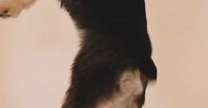 Video by Sam Lion on Pexels