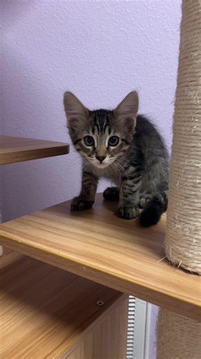 We’re right in middle of kitten season and surprise, surprise… there are kittens up for adoption! Who could’ve guessed?! 😹 Our adoptable kittens come: ✔️ Spayed/neutered ✔️ Vaccinated ✔️ Microchipped If you’ve been waiting for a sign to adopt a new bestie, this is it! Come meet that at our adoption center at 6035 Sisson Road in Titusville. | SPCA of Brevard Adoption Center