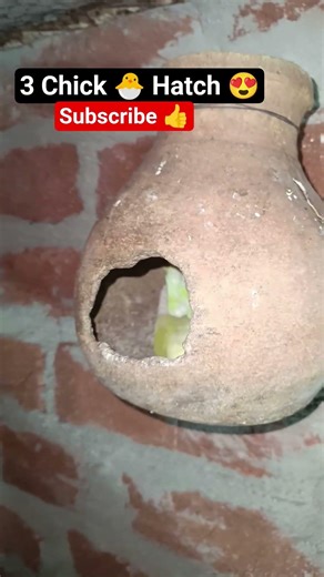 Budgies Breeding Success 🦜 | 3 Eggs Hatch 🐣 | Cute Baby Birds First Look #shorts #birds #viral