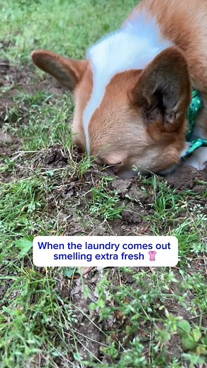 Adorable Corgi Sniffing and Digging Compilation