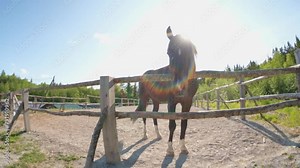 Racecourse concept. Modern animal livestock. Brown horse stallions in stall relaxing in training corral, farm countryside background. Horse in paddock corral outdoor. Horse in natural eco farm