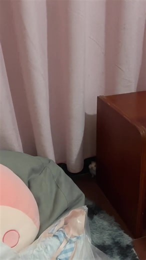 dễ huông #hamster #hamsterhoinach #chuothoinach