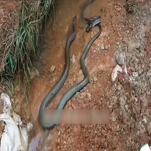 1M views · 6.5K reactions | KING COBRA VS PYTHON!!! Real fight video | Equal Vision-সম্যক দৃষ্টি | Facebook