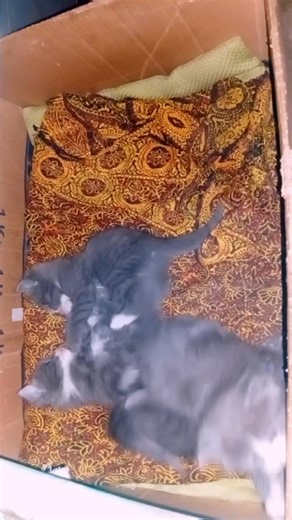 Samo’s kittens are having the cutest little fight ever 😹 too adorable to stop watching! 💕#samo #cat