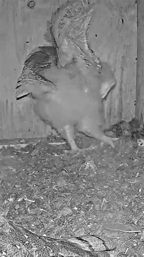 Barn owl nestling does some gentle pinching