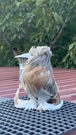 EA Pigeons on TikTok