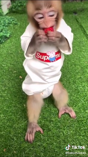 Owner punishes baby monkey for misbehaving
