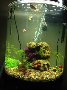 Fish Keeping: Moving Fish to a New Tank