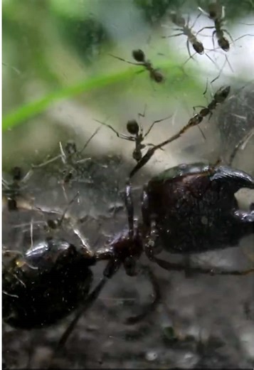 The Amazing World of Ants: A Super Major Ant Falls